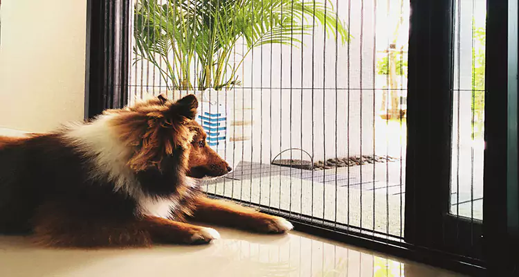 Sliding Screen Pet Door Repair in New Port Richey, FL