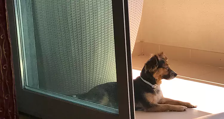 French Door Pet Screen Repair in New Port Richey, FL